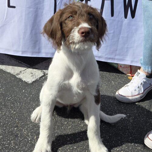 JOY, a Adoptable mixed breed in San Juan Capistrano, CA image 1/4