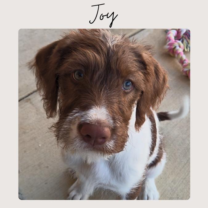 JOY, a Adoptable mixed breed in San Juan Capistrano, CA image 2/4