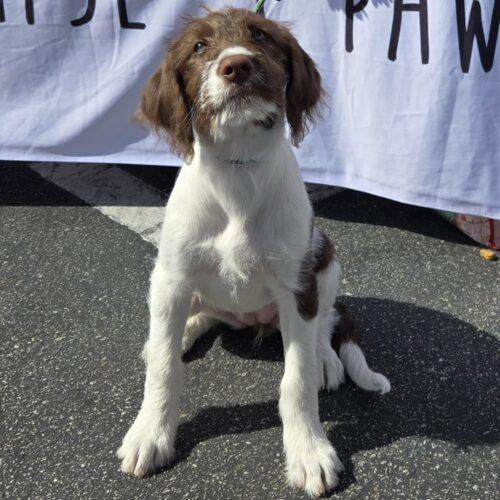 JOY, a Adoptable mixed breed in San Juan Capistrano, CA image 3/4