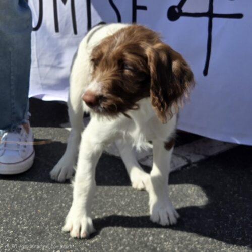 JOY, a Adoptable mixed breed in San Juan Capistrano, CA image 4/4