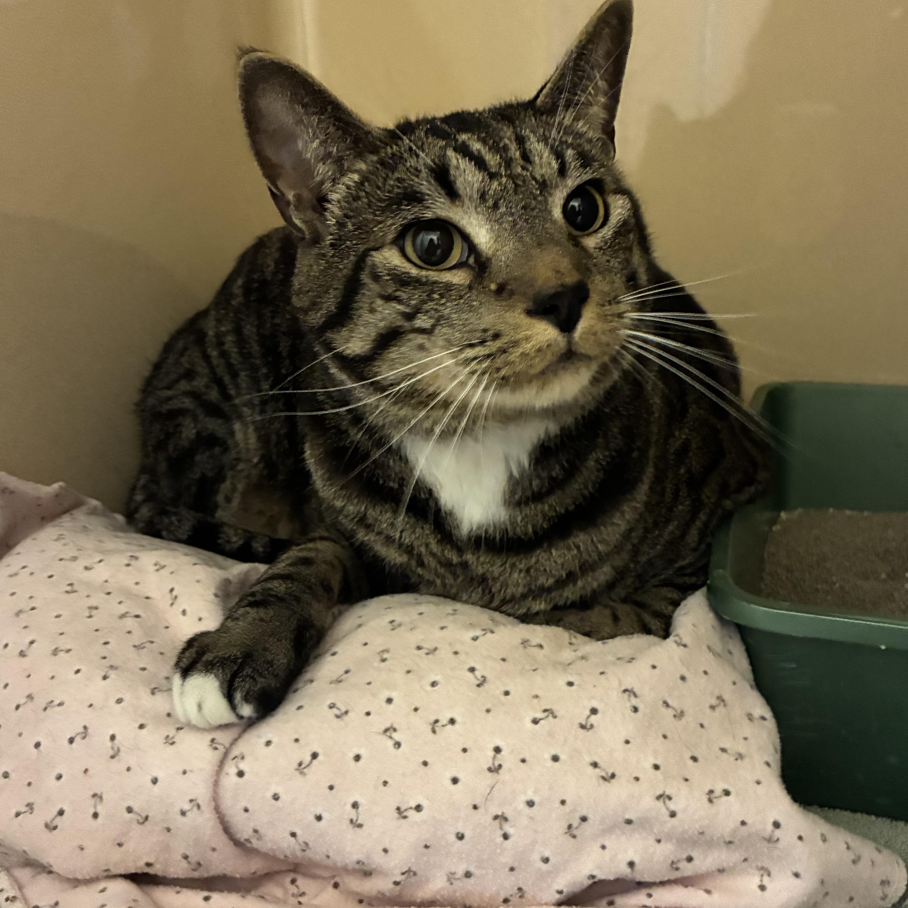 Stray Male Cat, ADOPTABLE, Adult Male Domestic Short Hair.