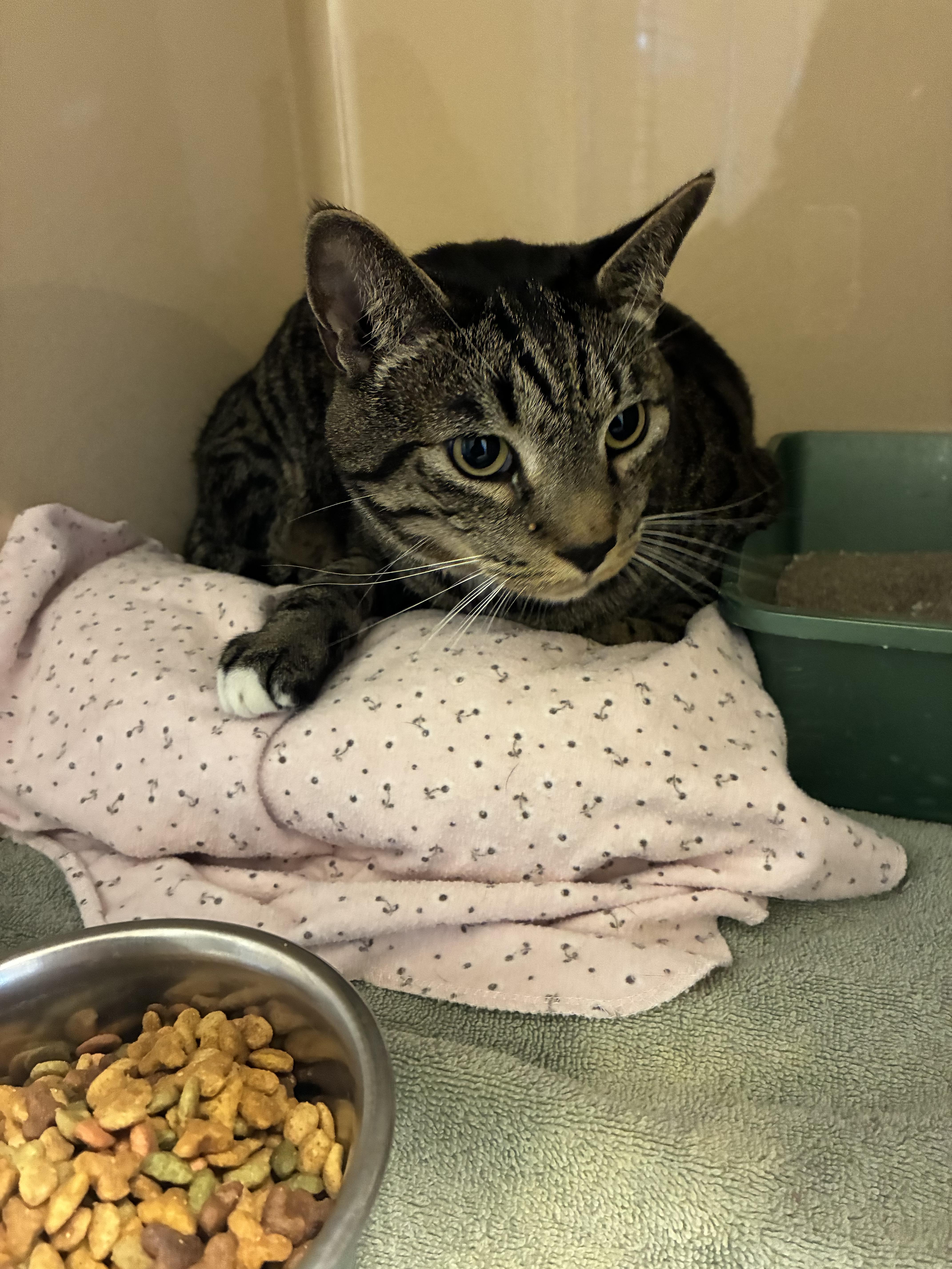 Enlarge Stray Male Cat, a ADOPTABLE Domestic Short Hair in Hays, KS image 2/2