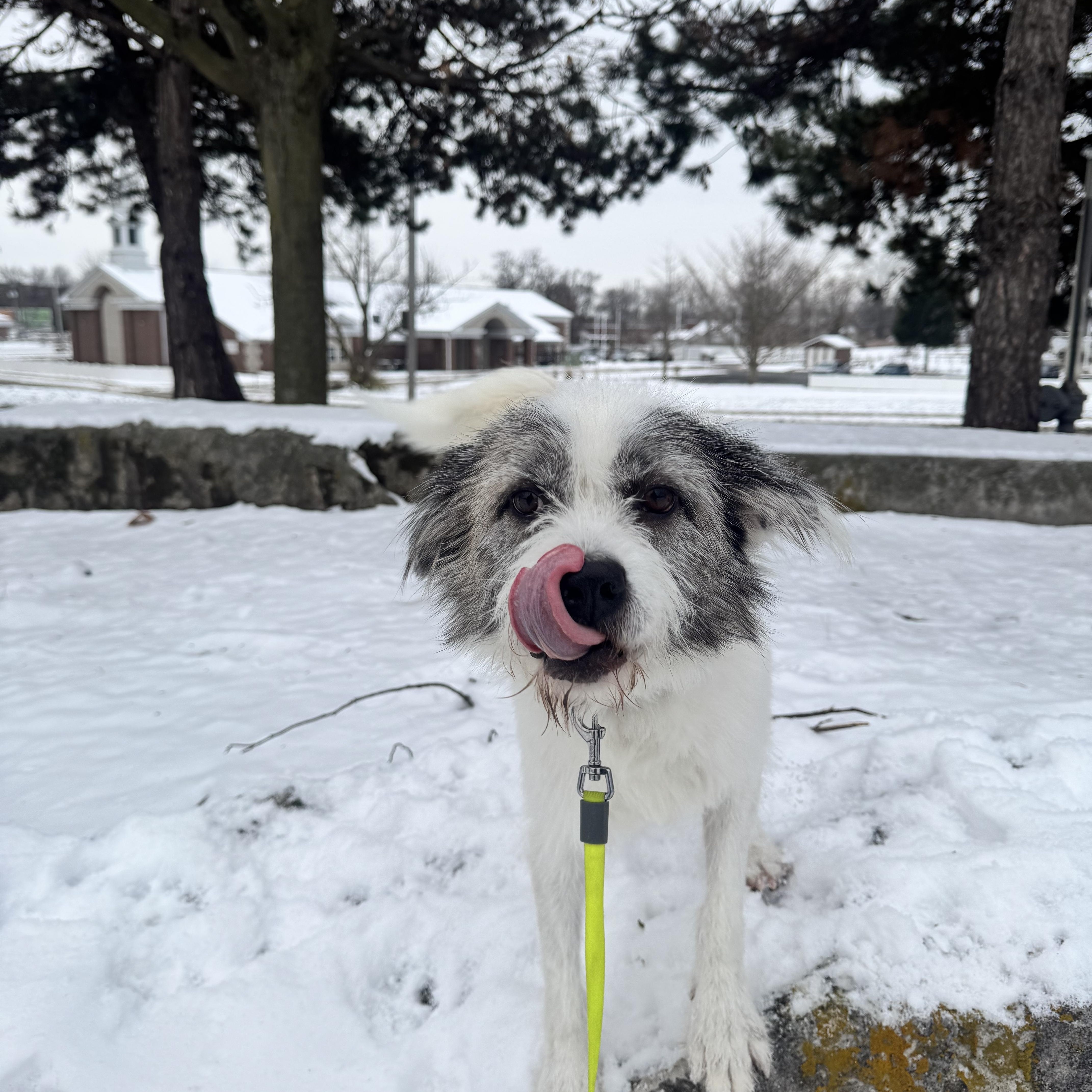 Enlarge Finn, a Adoptable mixed breed in Indianapolis, IN image 4/6