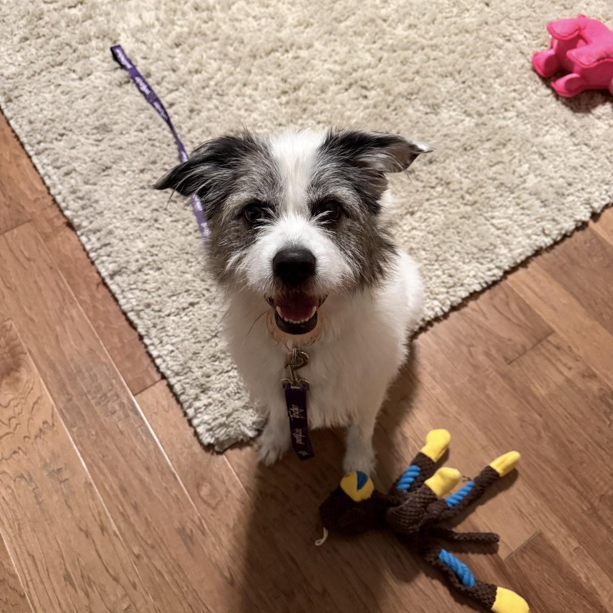 Enlarge Finn, a Adoptable mixed breed in Indianapolis, IN image 6/6