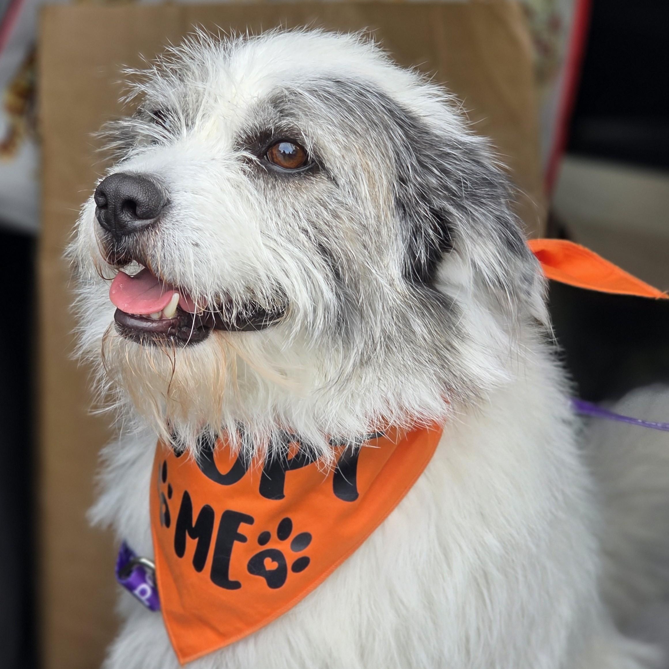 Enlarge Finn, a Adoptable mixed breed in Indianapolis, IN image 5/6