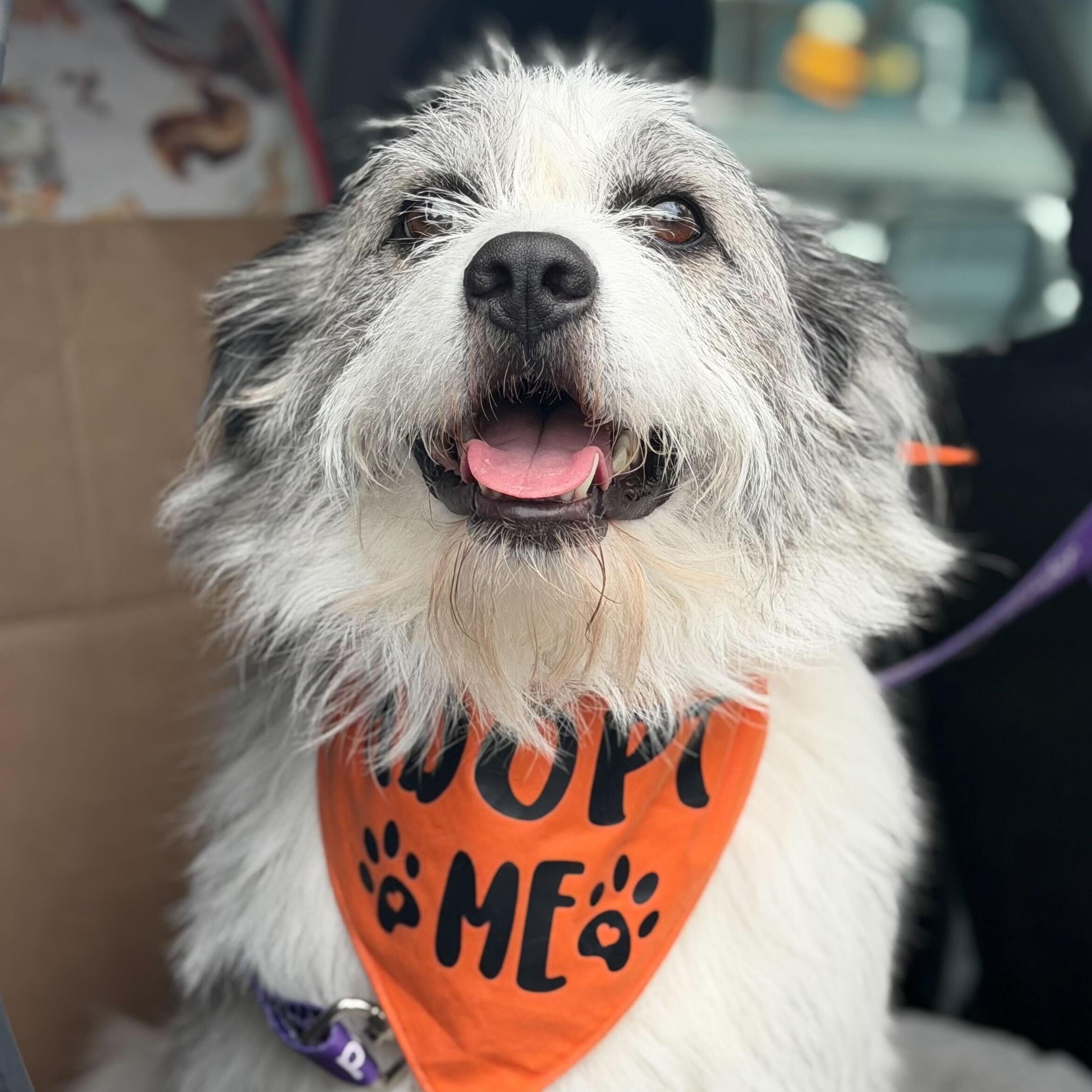 Enlarge Finn, a Adoptable mixed breed in Indianapolis, IN image 2/6