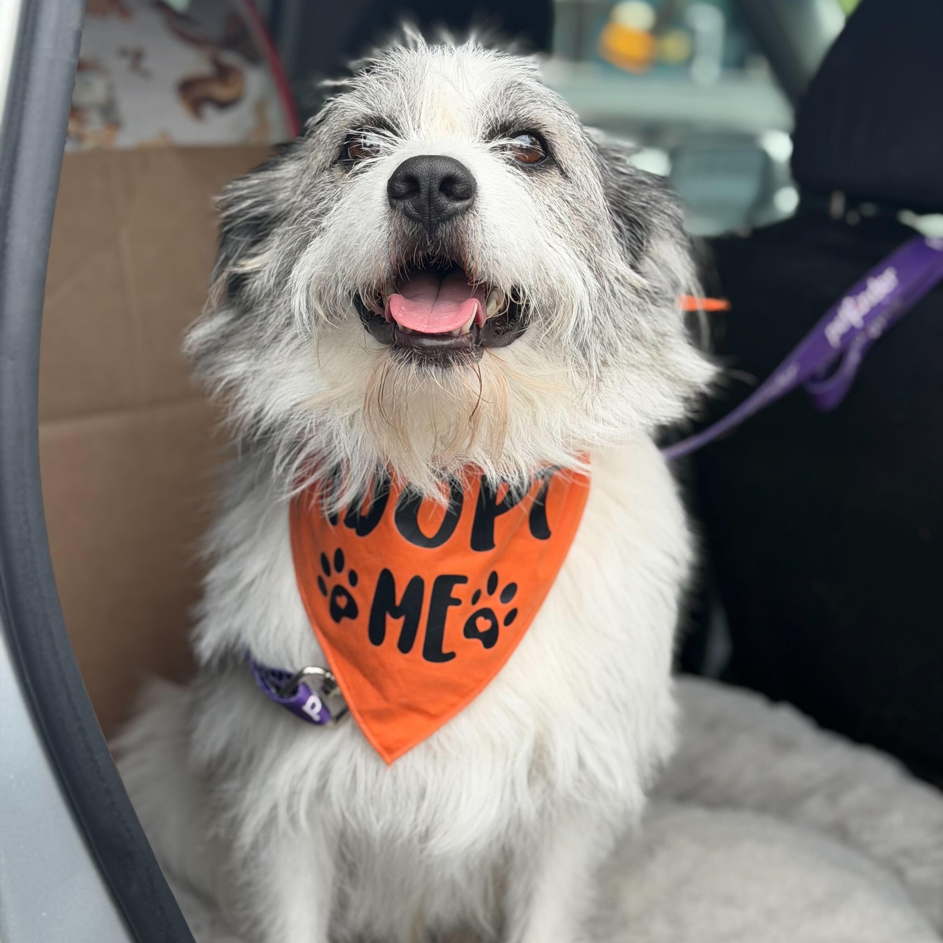 Enlarge Finn, a Adoptable mixed breed in Indianapolis, IN image 1/6