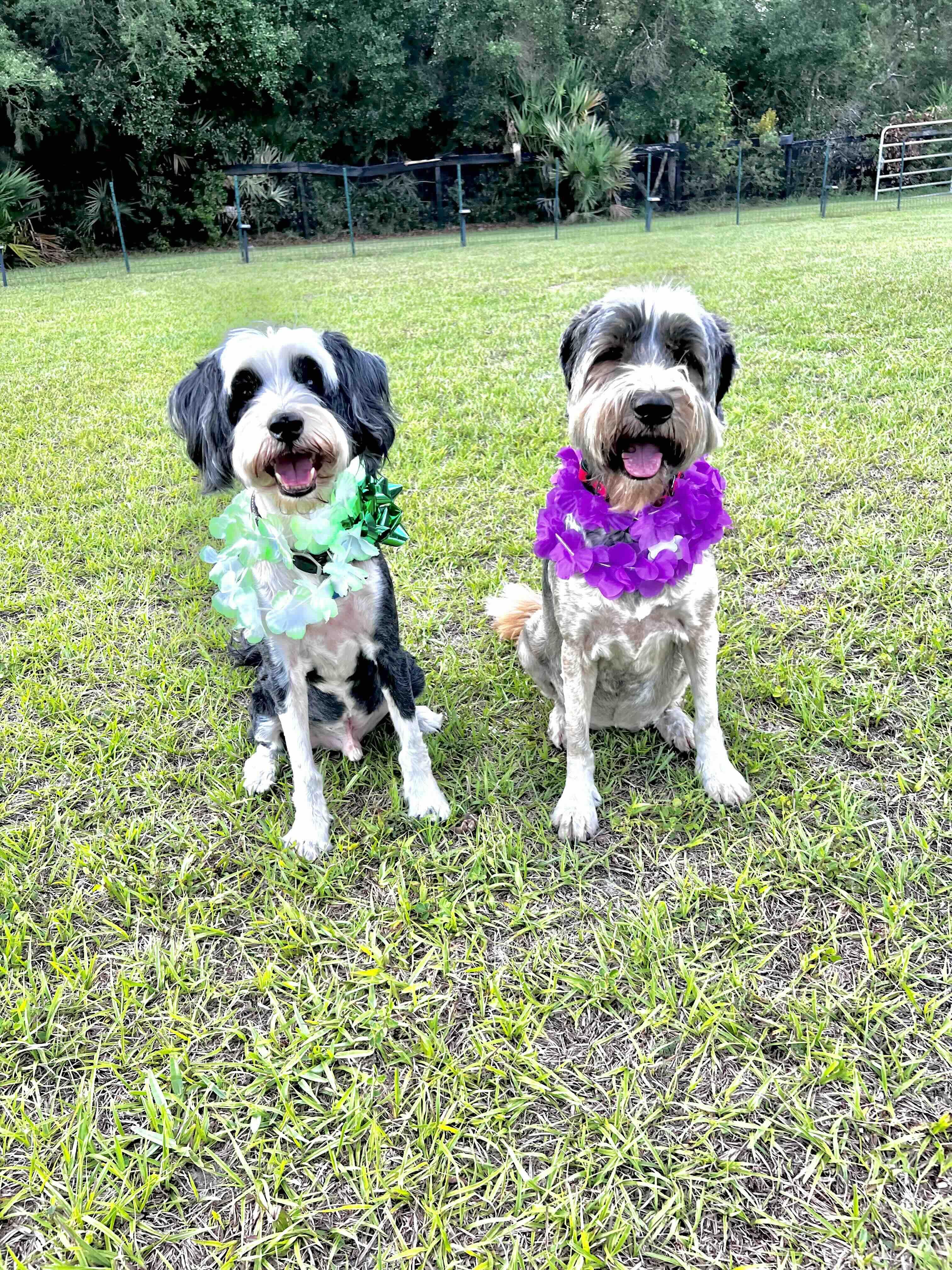 Honey and Finney, Adoptable, Senior Female Tibetan Terrier.