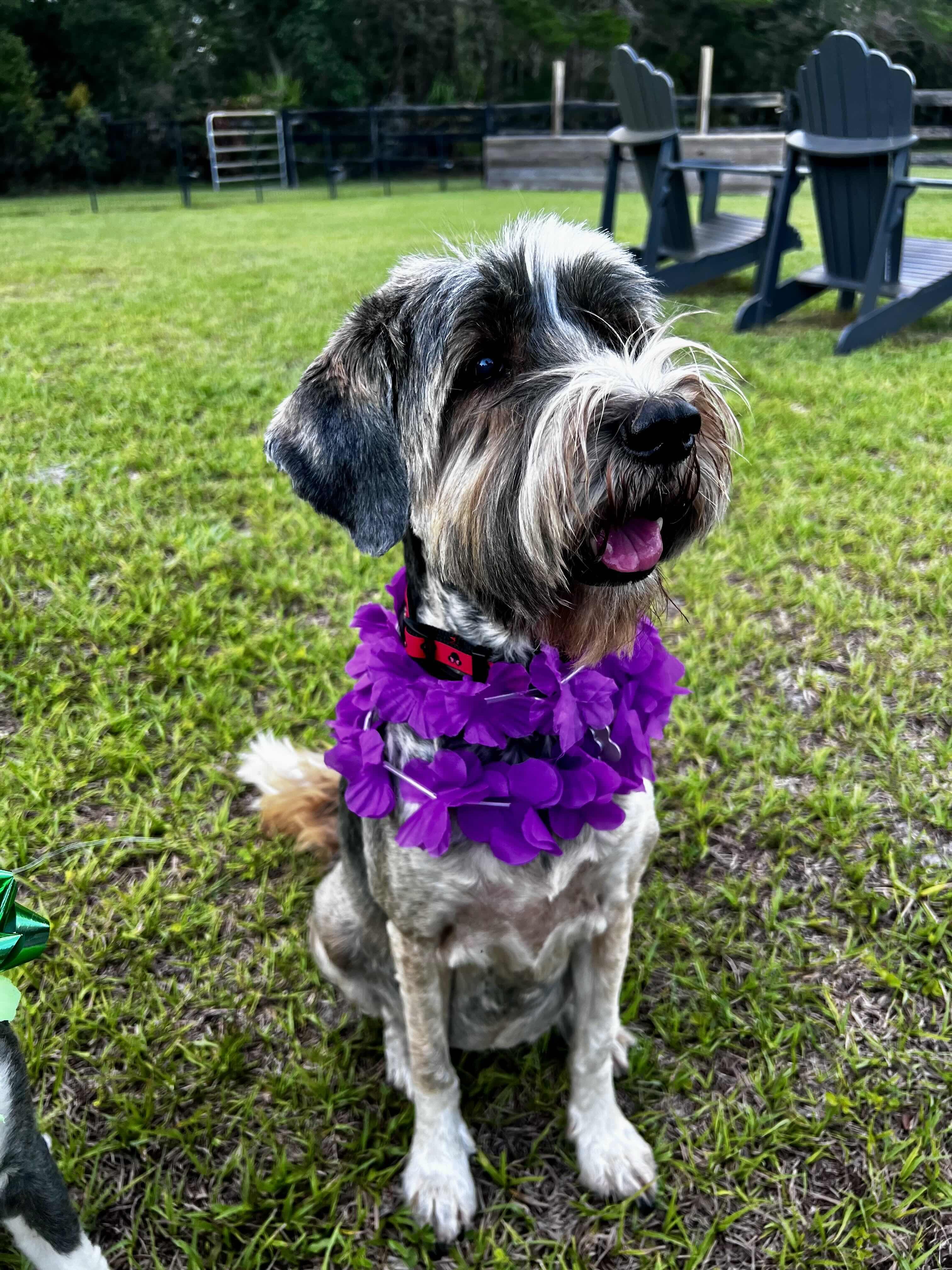 Honey and Finney, a Adoptable Tibetan Terrier in Geneva , FL image 2/3
