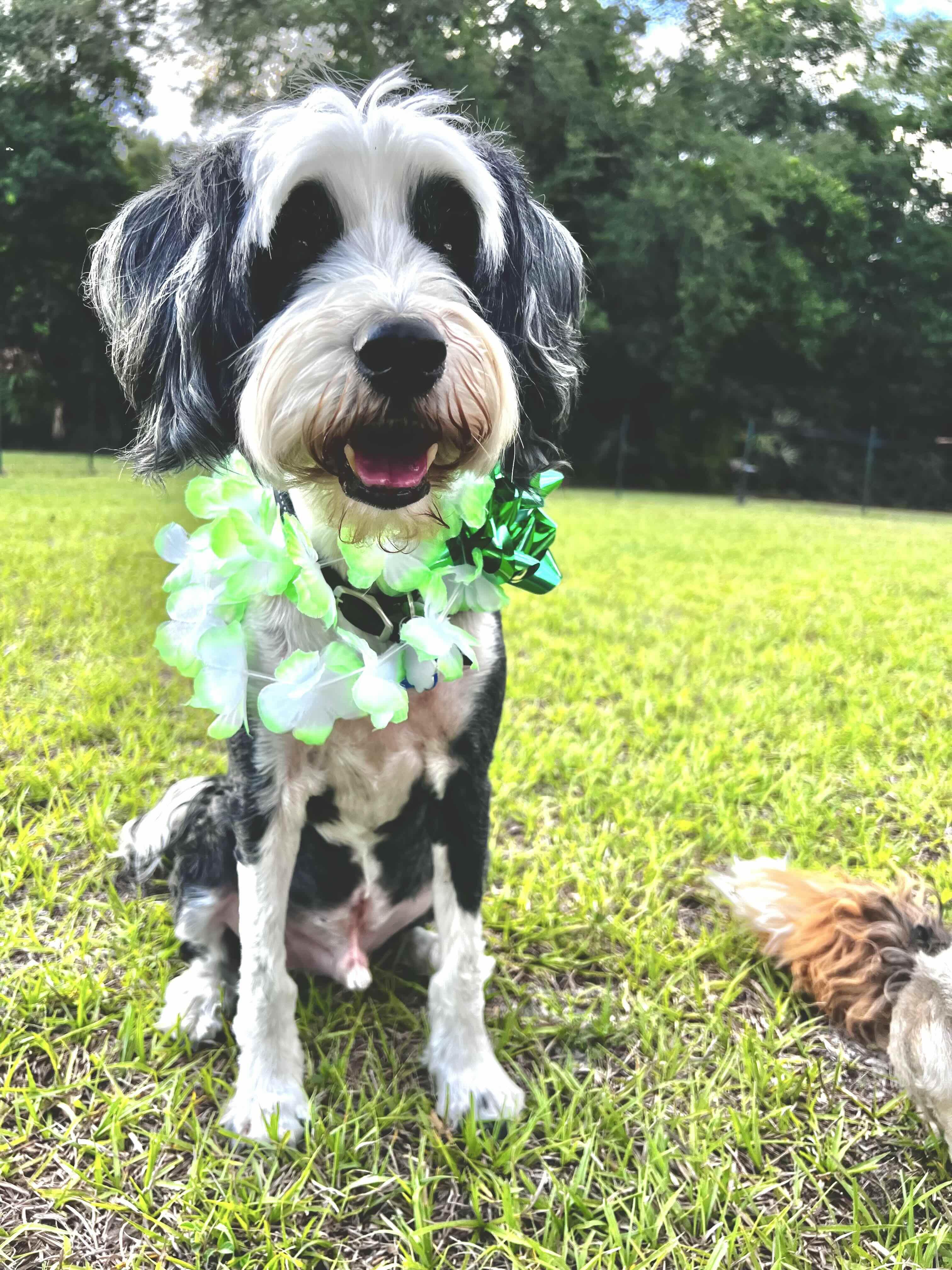 Honey and Finney, a Adoptable Tibetan Terrier in Geneva , FL image 3/3