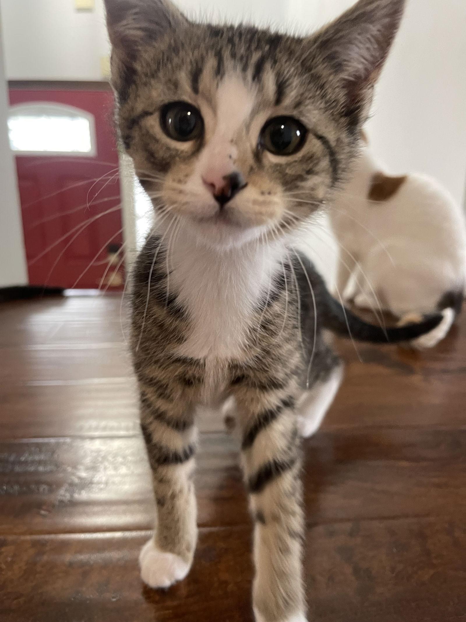 Caesar, a Adopted Domestic Short Hair in West Des Moines, IA image 1/6