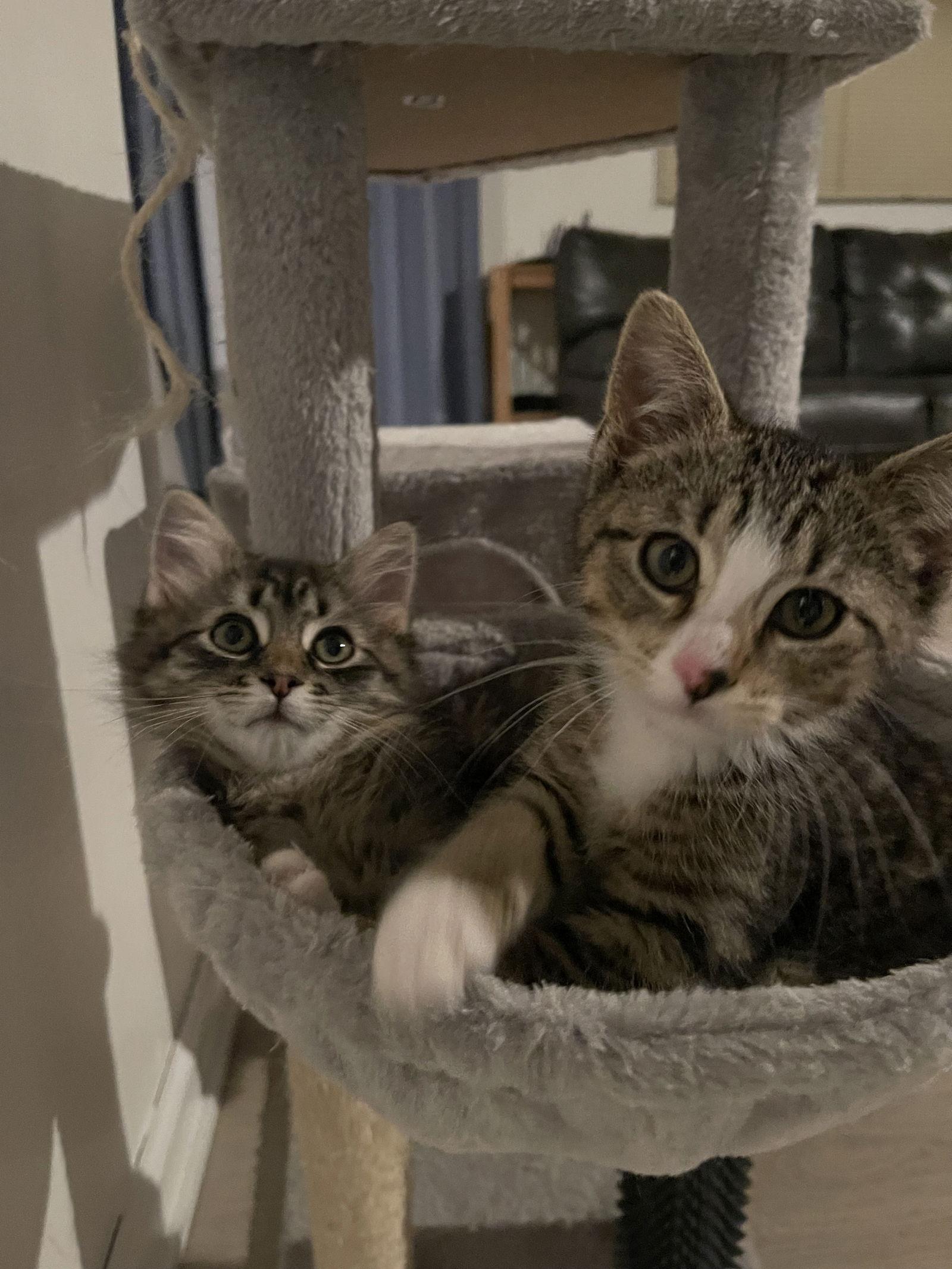 Caesar, a Adopted Domestic Short Hair in West Des Moines, IA image 3/6