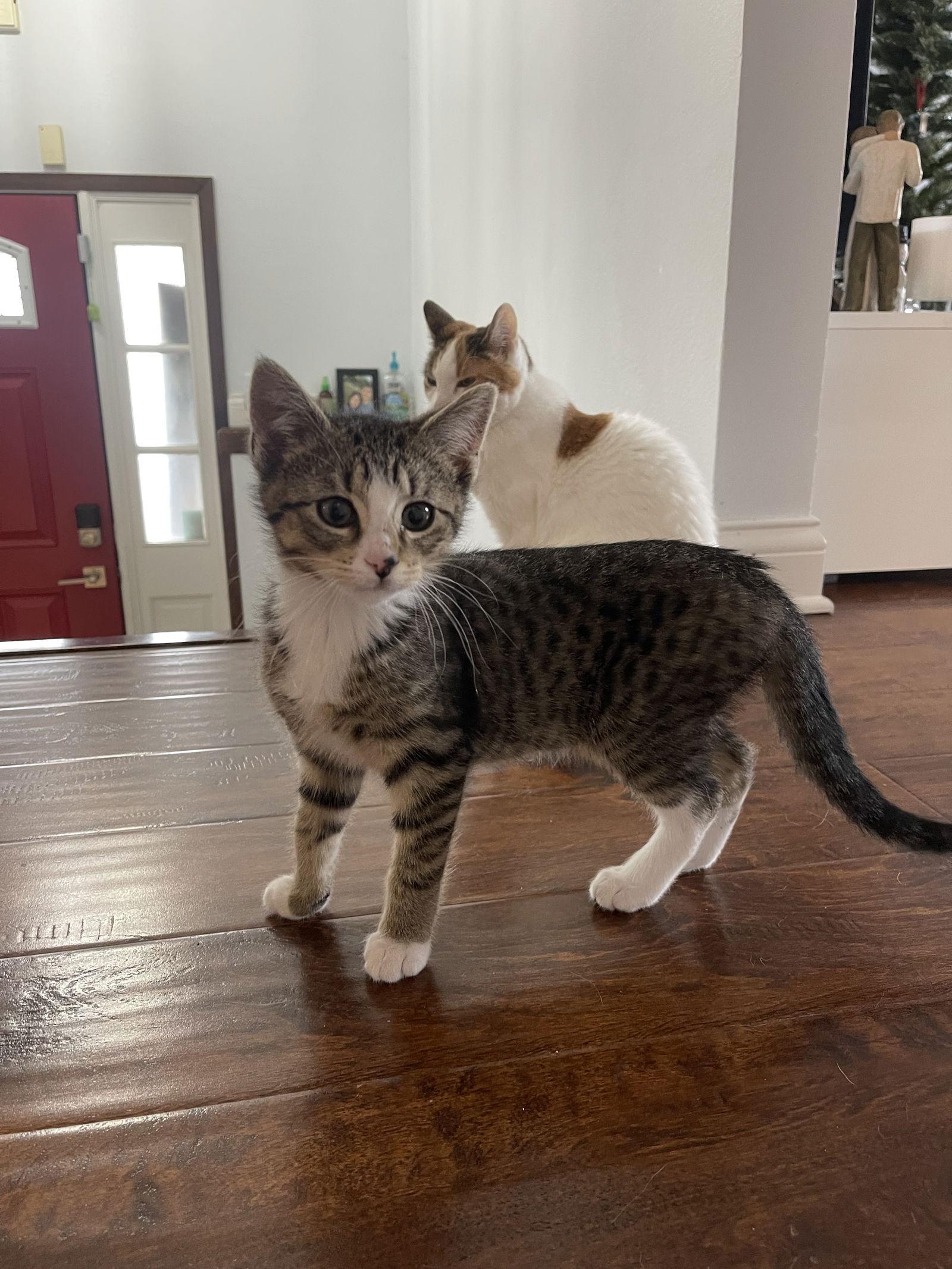 Caesar, a Adopted Domestic Short Hair in West Des Moines, IA image 6/6