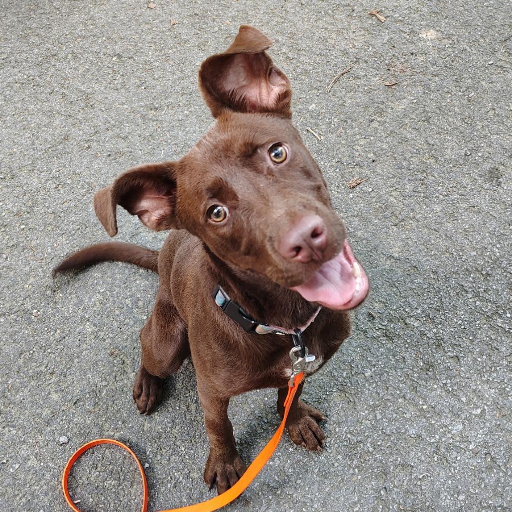 Mowgli, Adoptable, Young Male Mixed Breed.