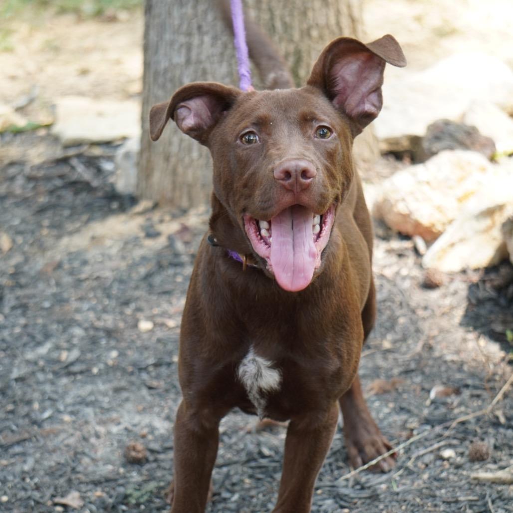 Enlarge Mowgli, a Adoptable Mixed Breed in Evensville, TN image 2/4