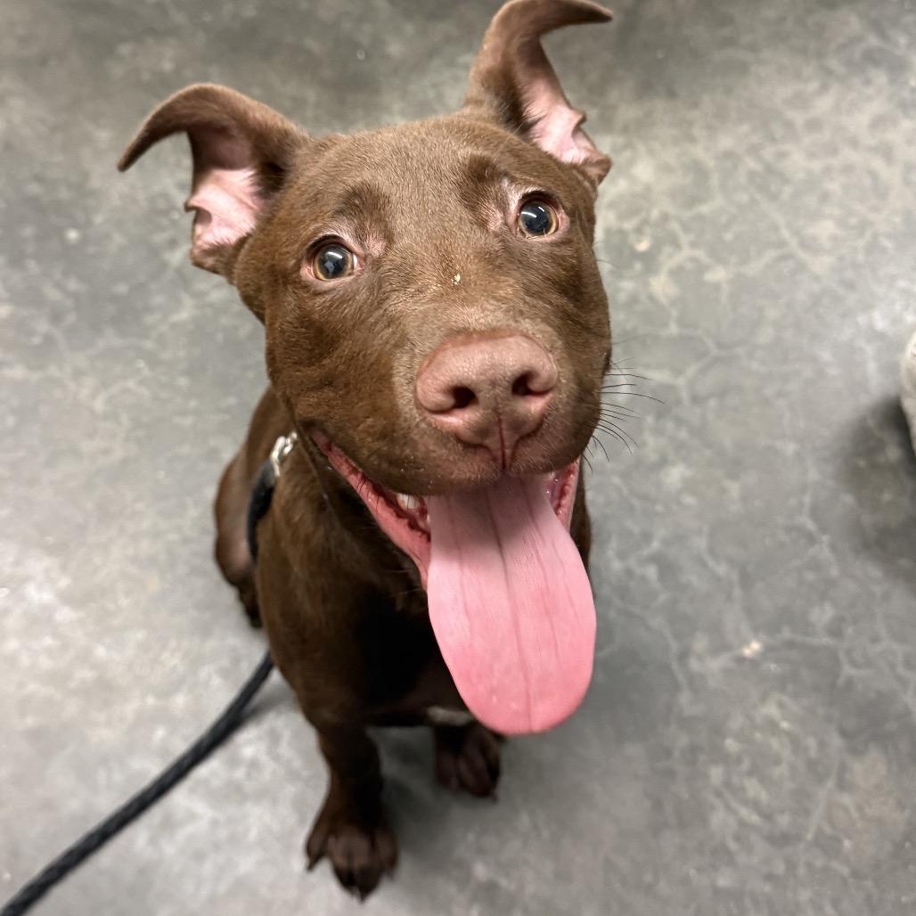 Enlarge Mowgli, a Adoptable Mixed Breed in Evensville, TN image 3/4