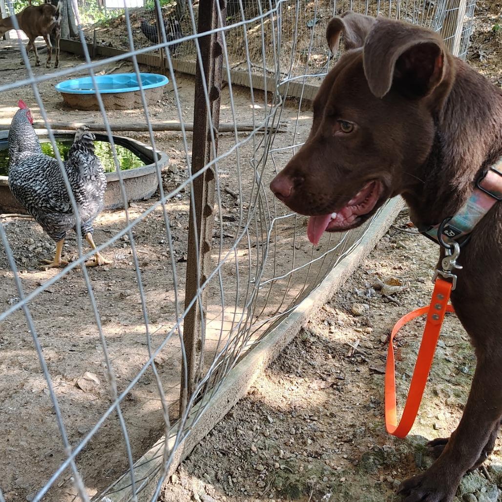 Enlarge Mowgli, a Adoptable Mixed Breed in Evensville, TN image 4/4
