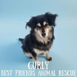 Enlarge Curly, a Adoptable Cocker Spaniel in Wasilla, AK image 1/1