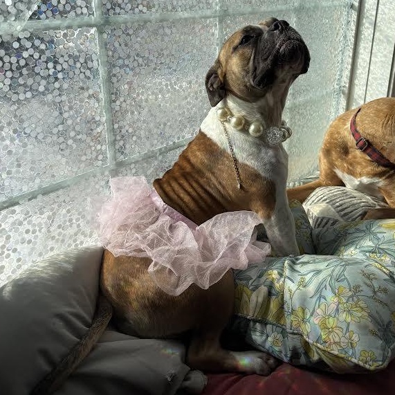 Enlarge Yuno, a Adoptable mixed breed in Midlothian, VA image 5/6