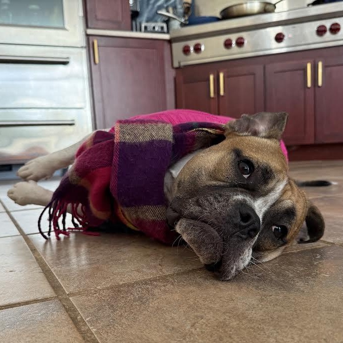 Enlarge Yuno, a Adoptable mixed breed in Midlothian, VA image 6/6