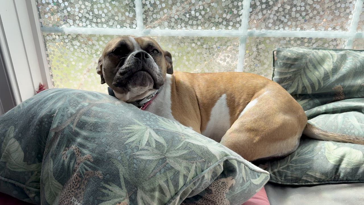 Enlarge Yuno, a Adoptable mixed breed in Midlothian, VA video 2/6