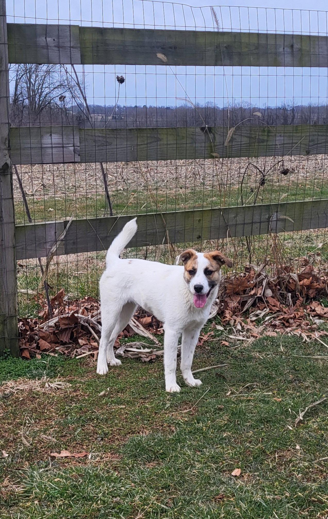 Beezie, Adoptable, Young Female Mixed Breed.