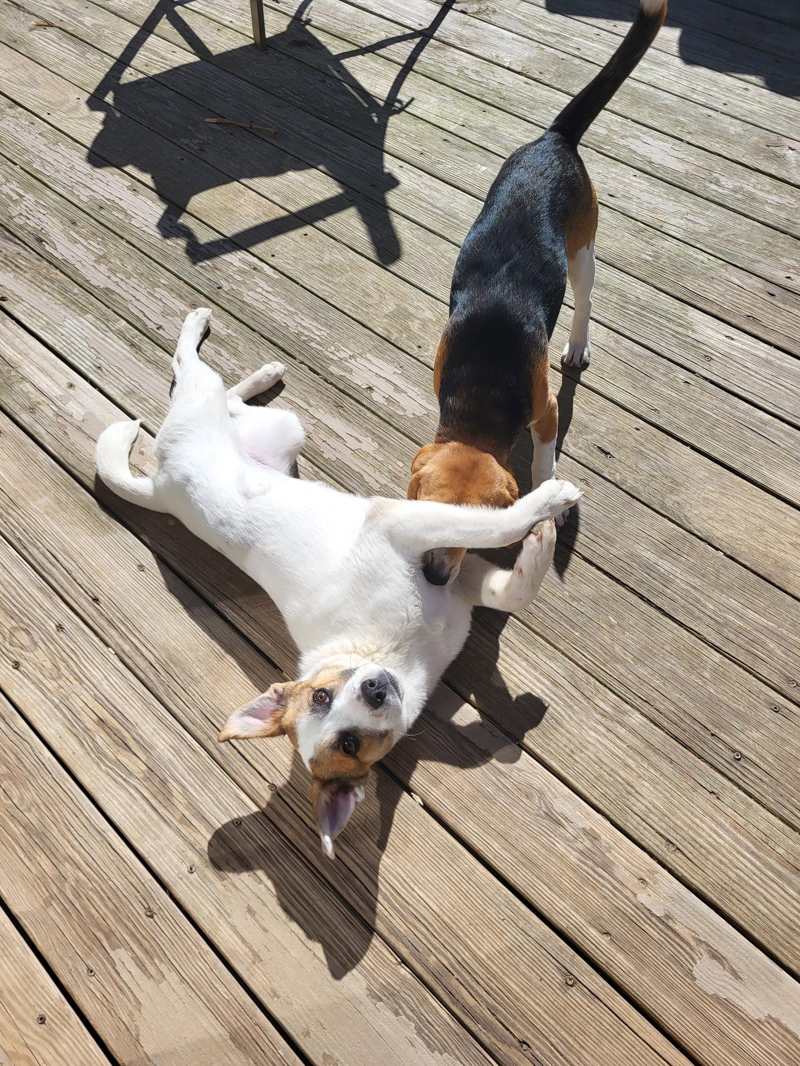 Enlarge Beezie, a Adoptable Mixed Breed in Hewitt, NJ image 2/3