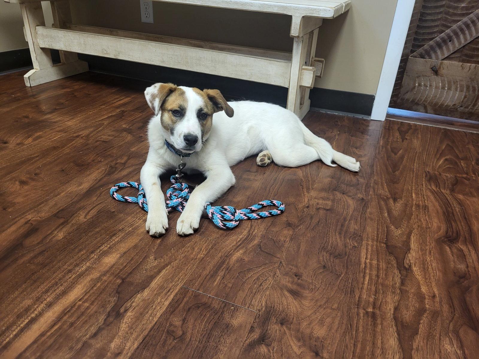 Enlarge Beezie, a Adoptable Mixed Breed in Hewitt, NJ image 3/3