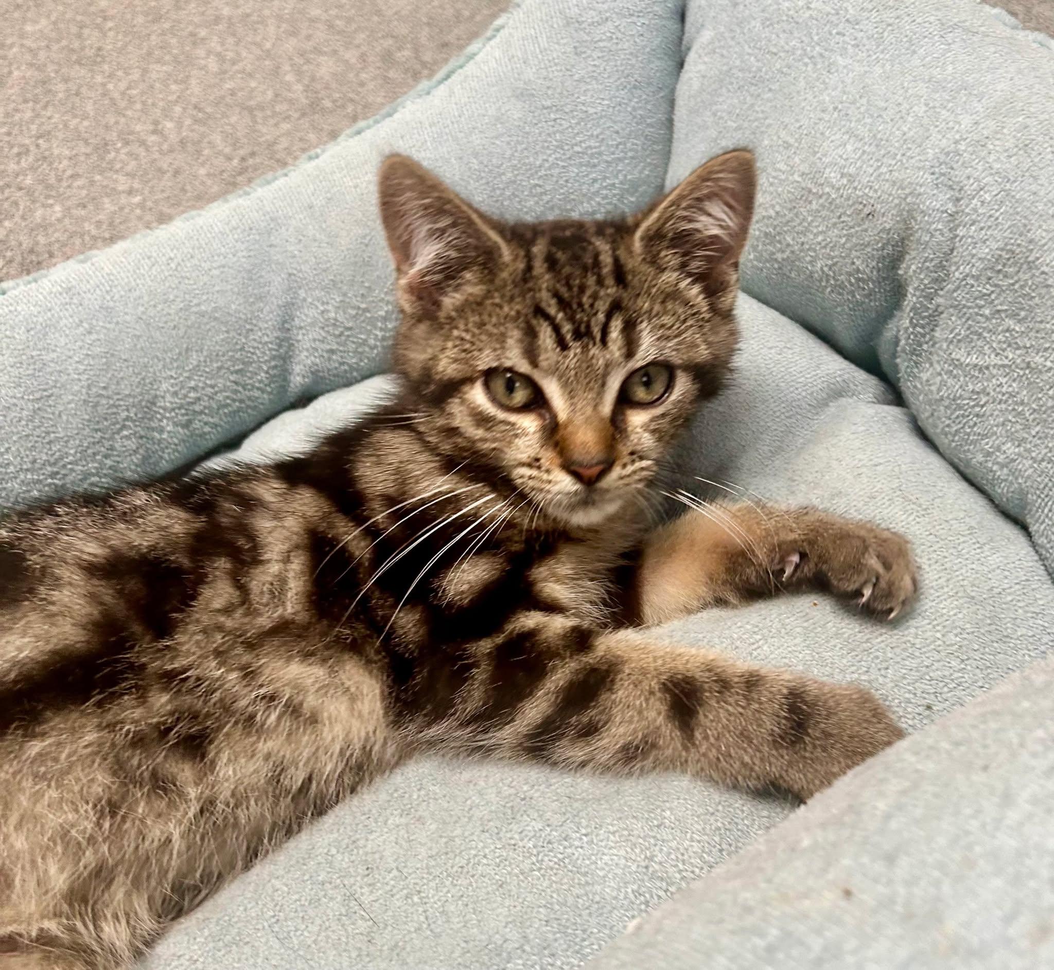 Enlarge Billings, a Adoptable Domestic Short Hair image 1/1