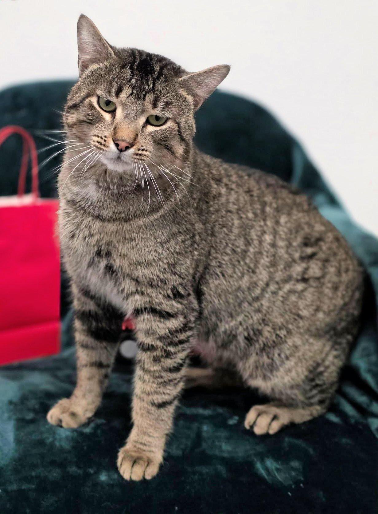 Atticus, ADOPTABLE, Adult Male Domestic Short Hair.