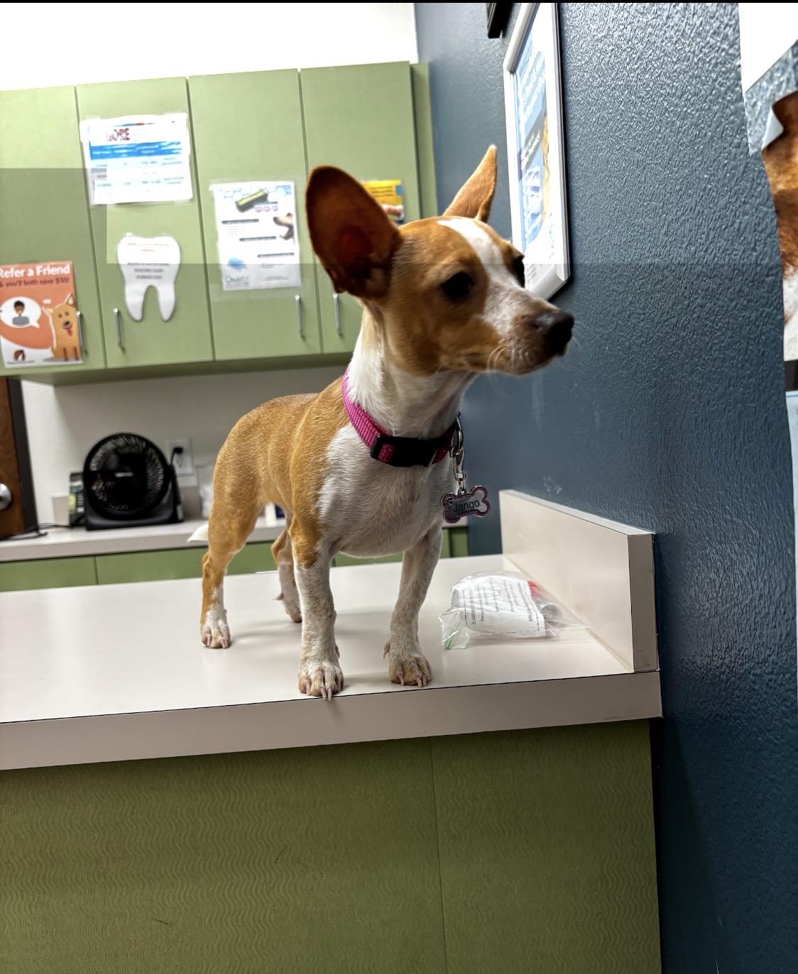 Enlarge JoJo - Puppy, an adopted Chihuahua in Plano, TX image 4/6