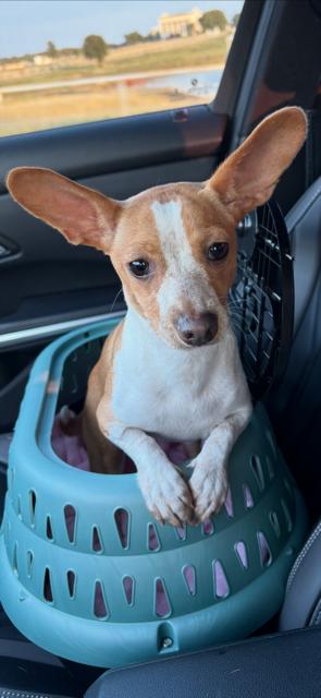 Enlarge JoJo - Puppy, an adopted Chihuahua in Plano, TX image 1/6
