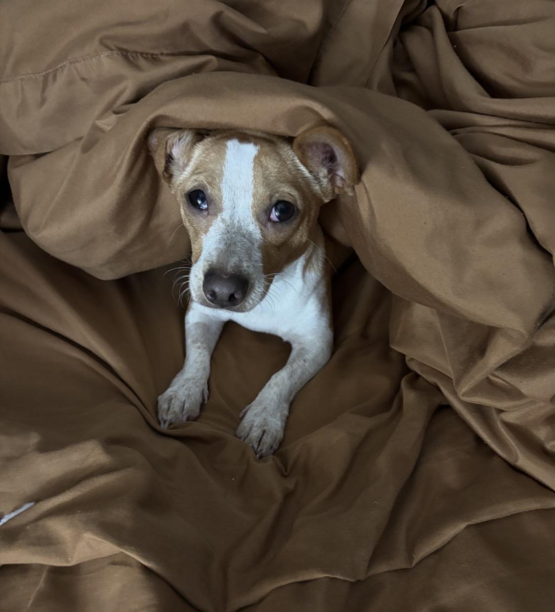 Enlarge JoJo - Puppy, an adopted Chihuahua in Plano, TX image 6/6