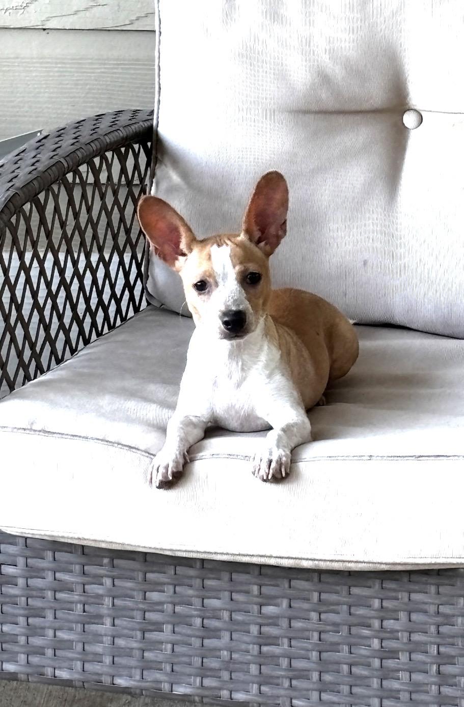 Enlarge JoJo - Puppy, an adopted Chihuahua in Plano, TX image 5/6