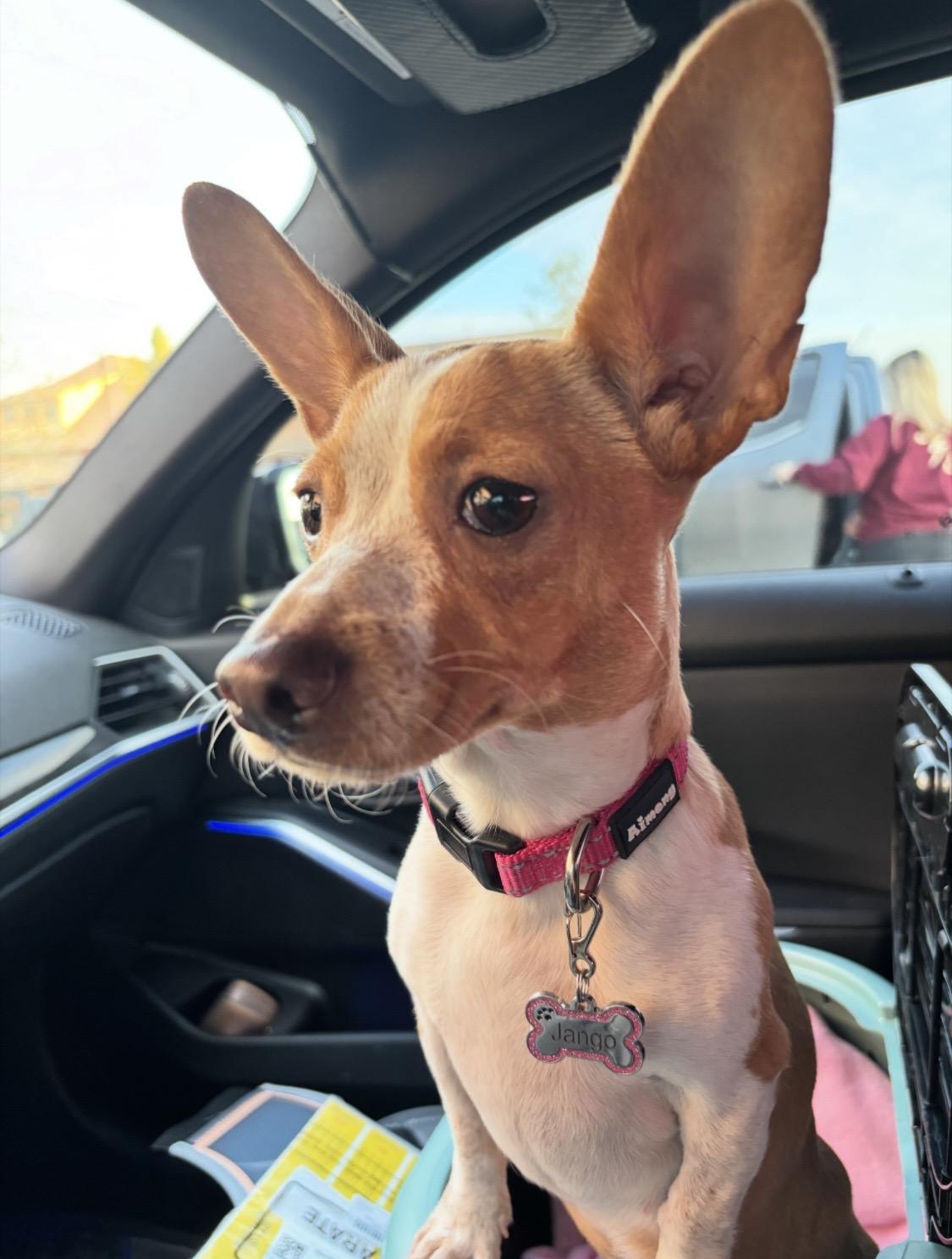 Enlarge JoJo - Puppy, an adopted Chihuahua in Plano, TX image 2/6