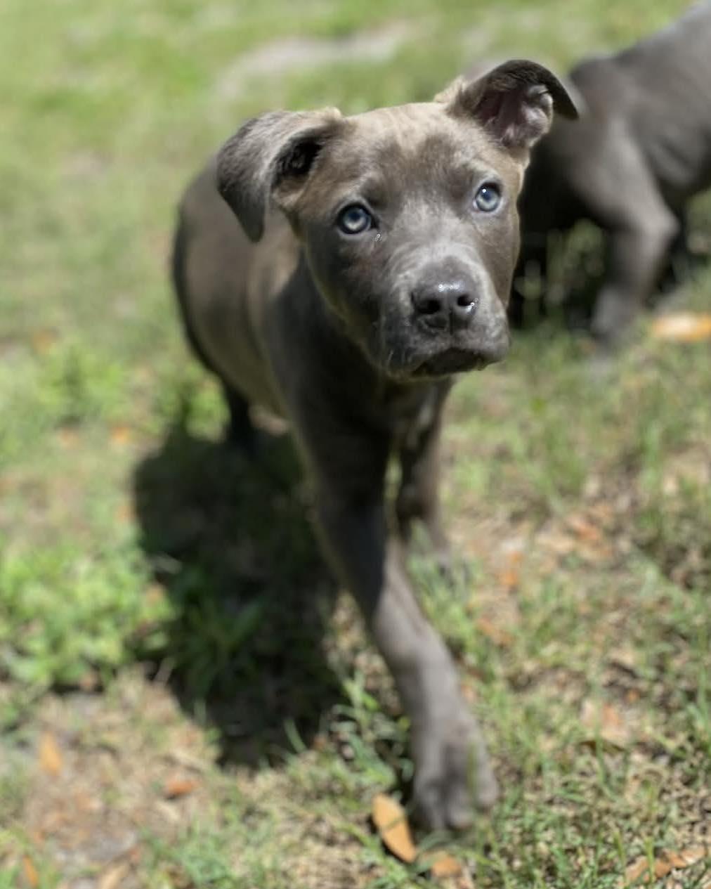 Bama, ADOPTABLE, Puppy Male Labrador Retriever.