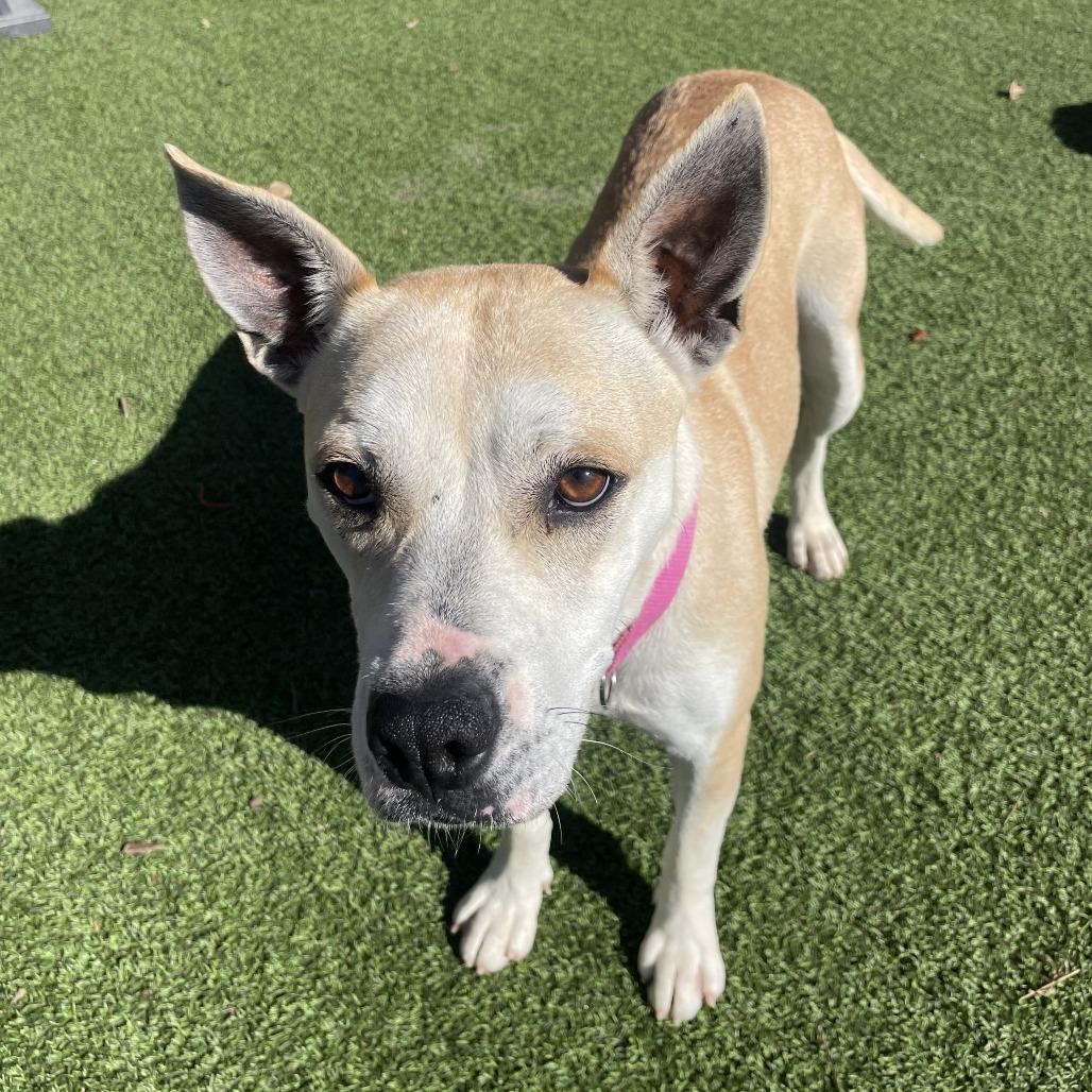 Rabbit, Adoptable, Adult Female Terrier & Mixed Breed.