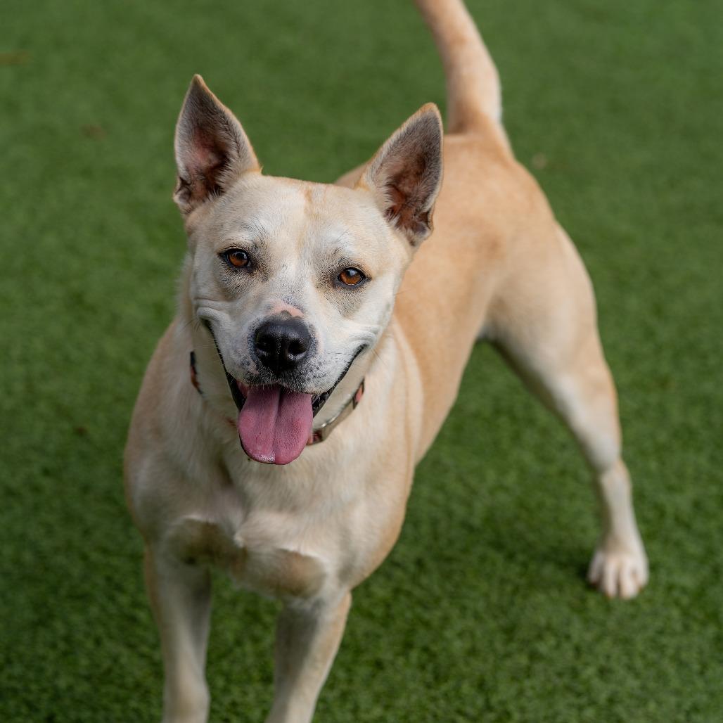 Rabbit, Adoptable, Adult Female Terrier & Mixed Breed.