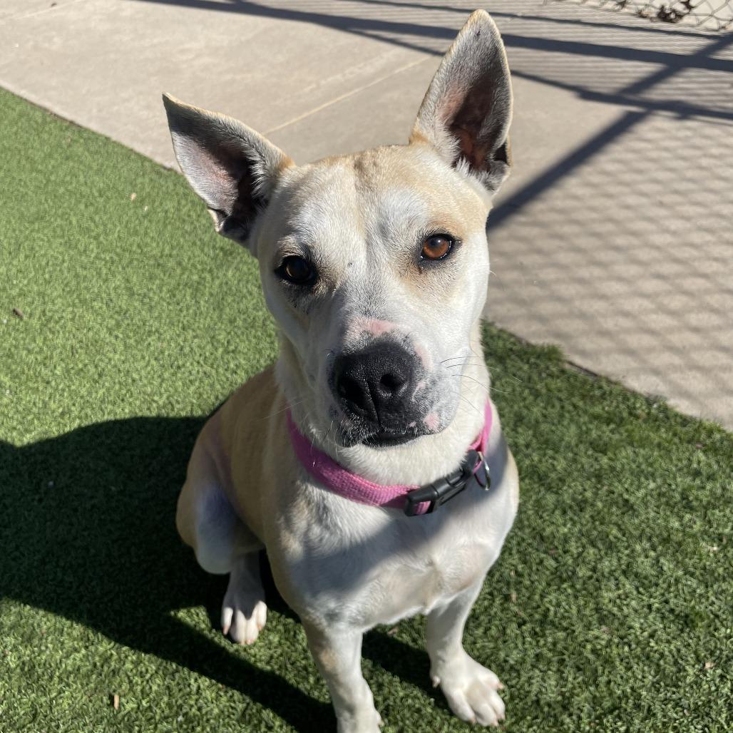 Enlarge Rabbit, a Adoptable mixed breed in Gainesville, GA image 2/6