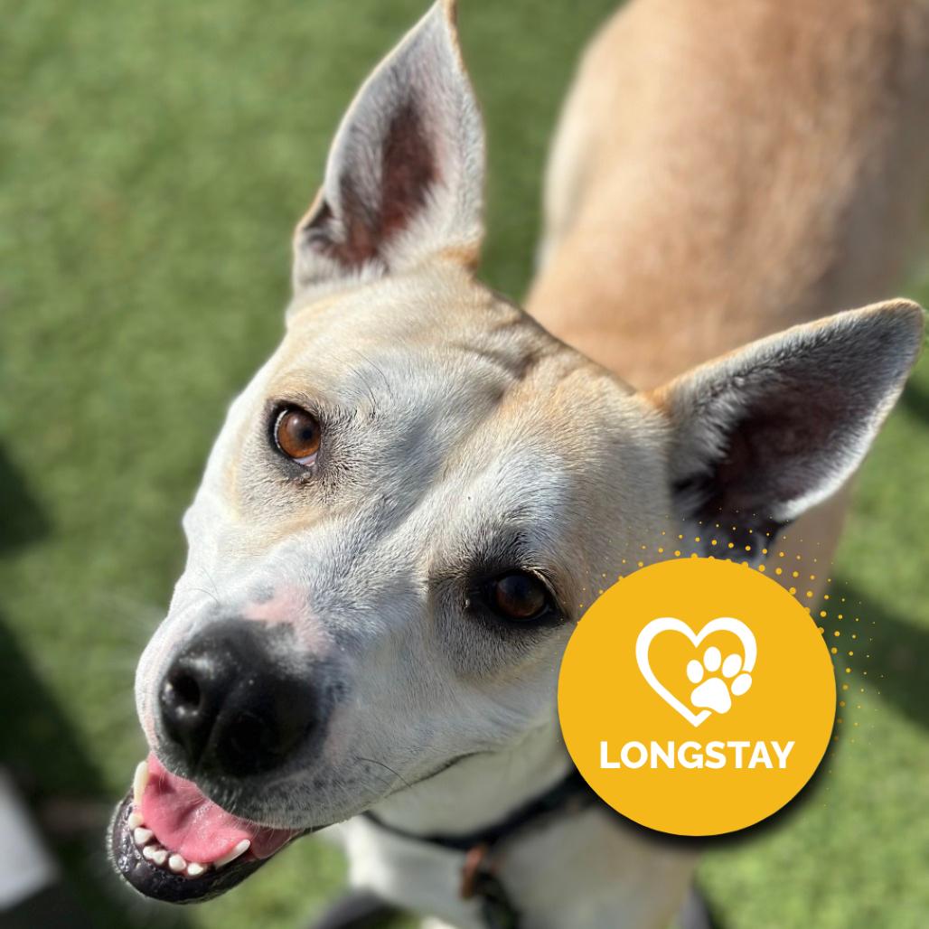 Enlarge Rabbit, a Adoptable mixed breed in Gainesville, GA image 4/6
