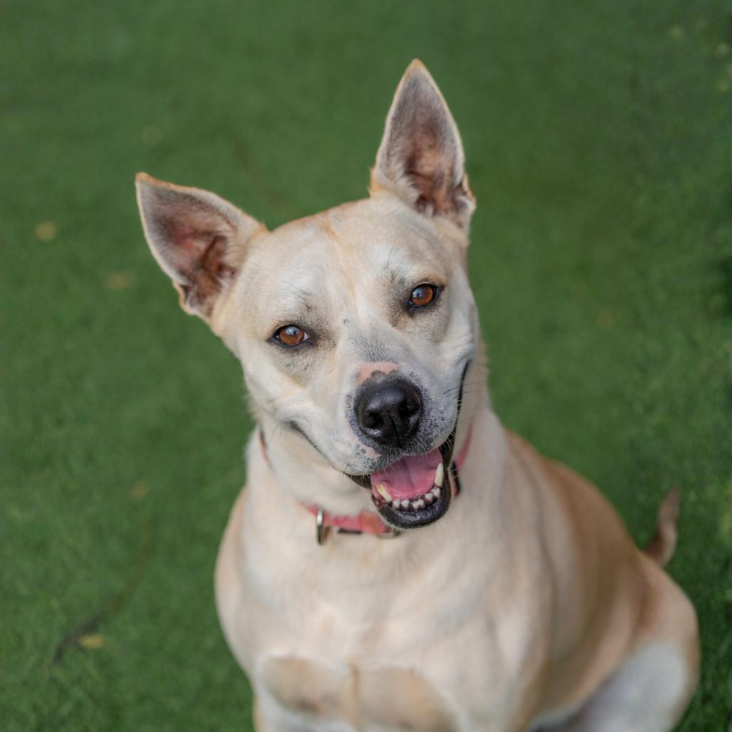 Enlarge Rabbit, a Adoptable mixed breed in Gainesville, GA image 5/6