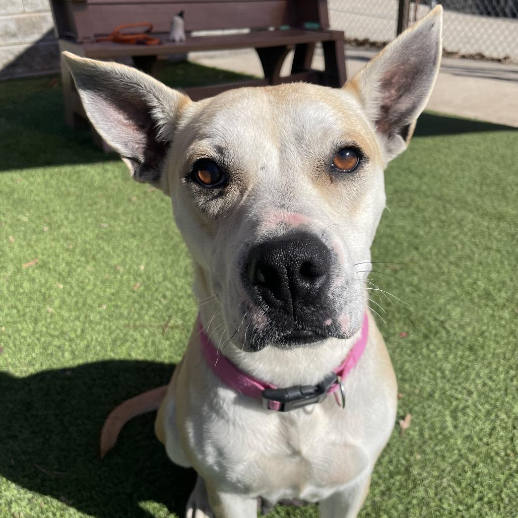 Enlarge Rabbit, a Adoptable mixed breed in Gainesville, GA image 6/6