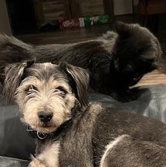 Pig, a Adopted Domestic Long Hair in White Settlement, TX image 3/3