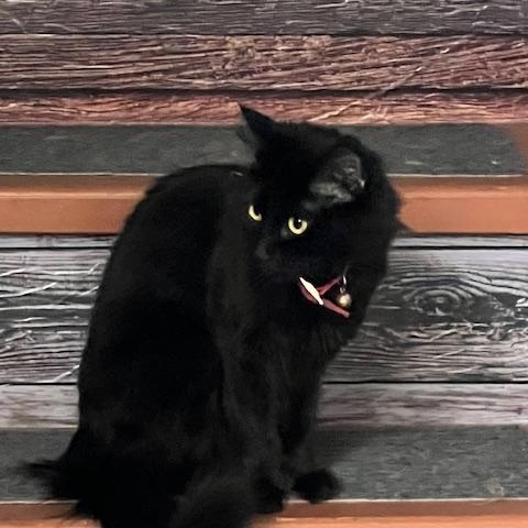 Pig, a Adopted Domestic Long Hair in White Settlement, TX image 2/3