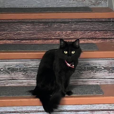 Pig, a Adopted Domestic Long Hair in White Settlement, TX image 1/3