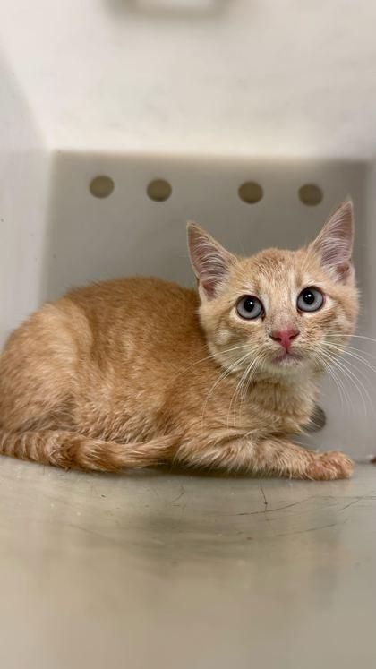 Enlarge WC Chuckles, a Adoptable mixed breed in Gray, LA image 1/1