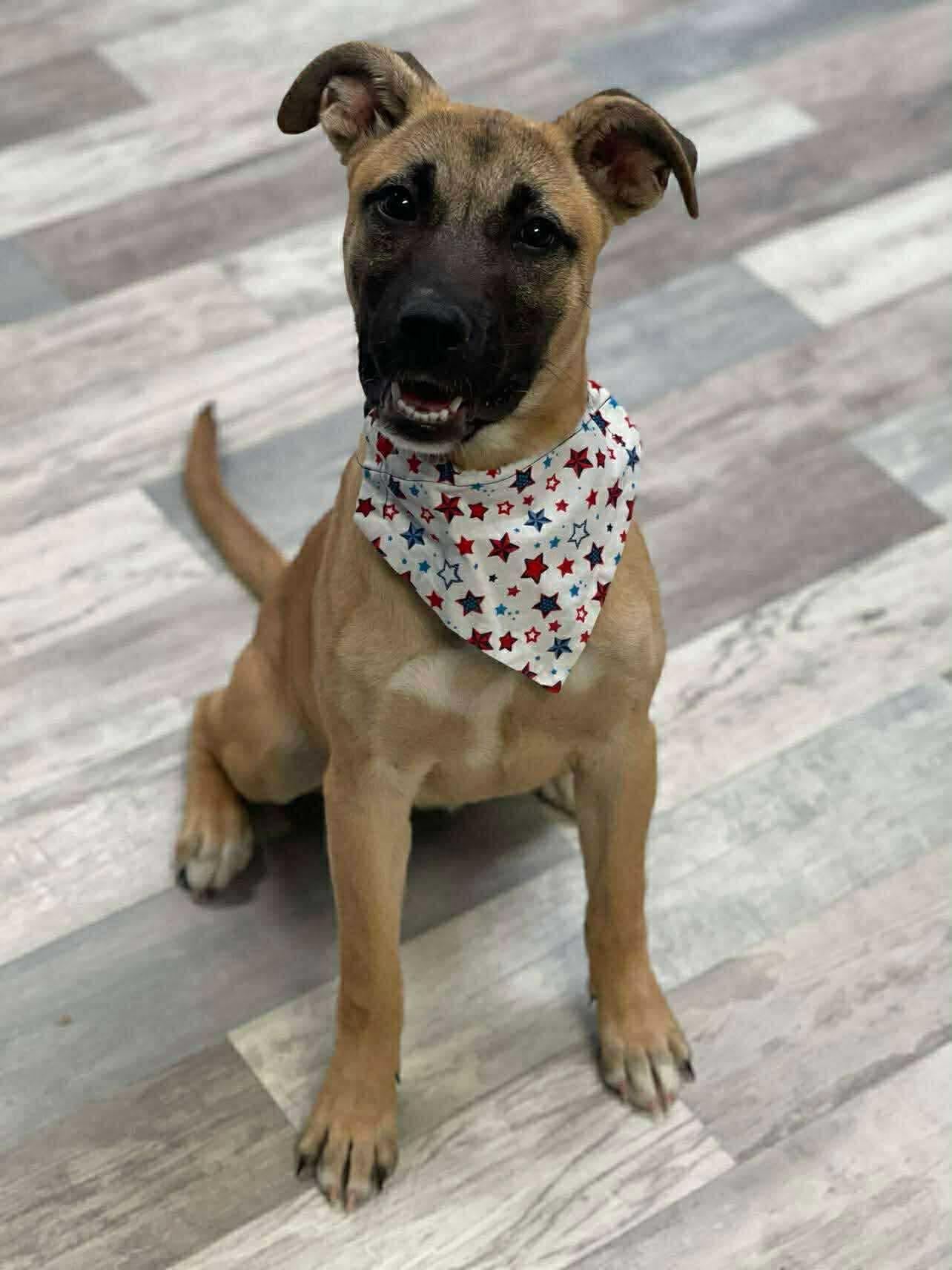 Firecracker , adopted, Young Female Shepherd.