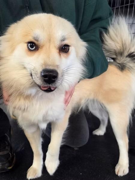 Enlarge Honey Lemon, a Adoptable mixed breed in Crandon, WI image 1/1