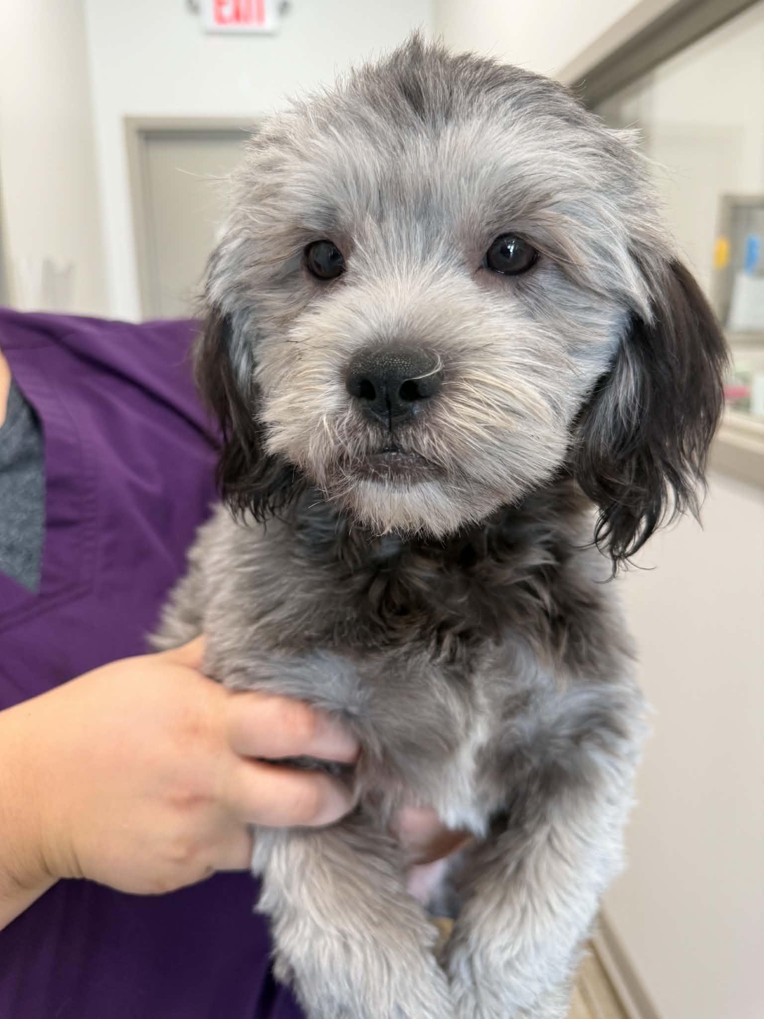 Trixie, Adoptable, Puppy Female Havanese.