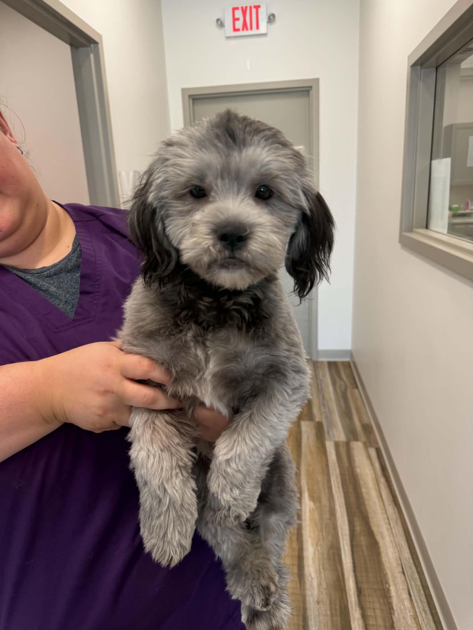 Enlarge Trixie, a Adoptable Havanese in Homer Glen, IL image 3/3